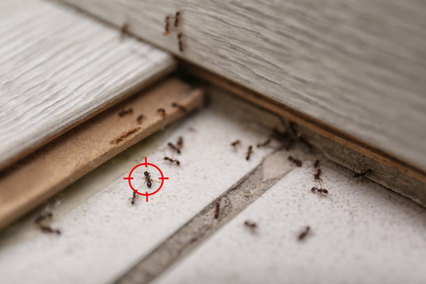 Best Wildlife Control Services  in Lindale, TX