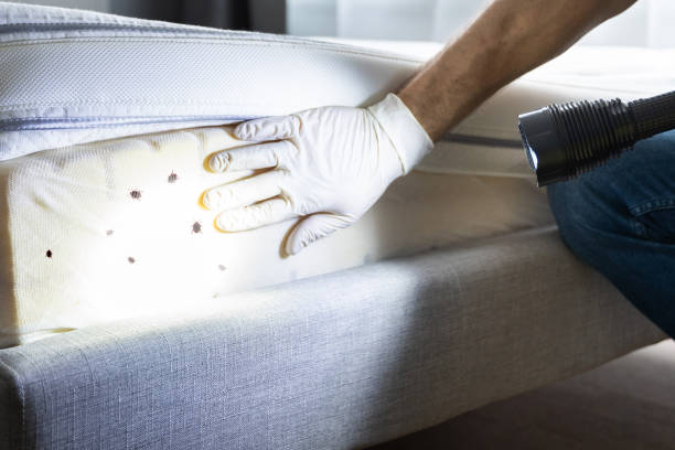 Best Termite Control Services  in Lindale, TX