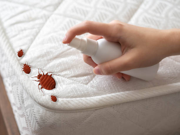 Best Mosquito Control Services  in Lindale, TX