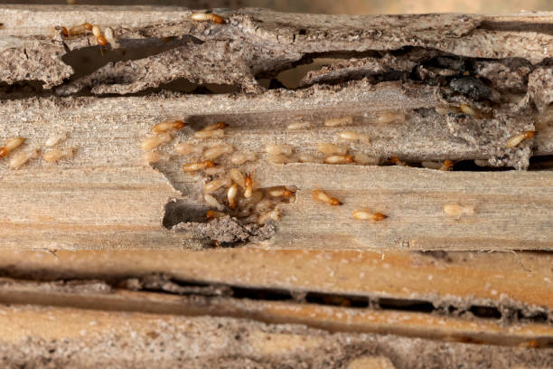 Best Best Pest Control Companies  in Lindale, TX